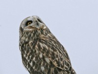 IMG 2140c  Short-eared Owl (Asio flammeus)